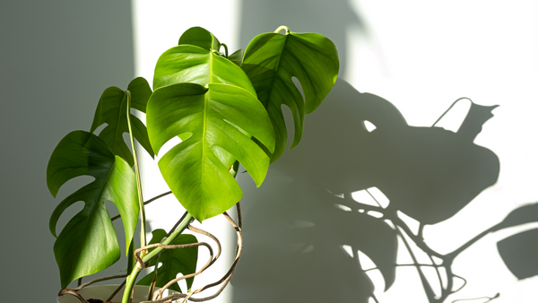 How much light does your indoor plant need?