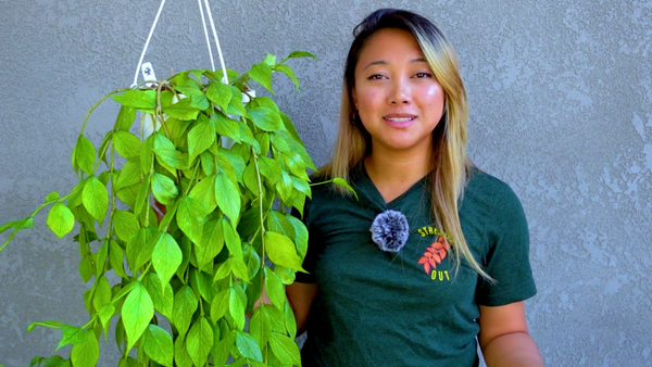 A Deep Dive into Hoya polyneura: From Common to Rare Varieties