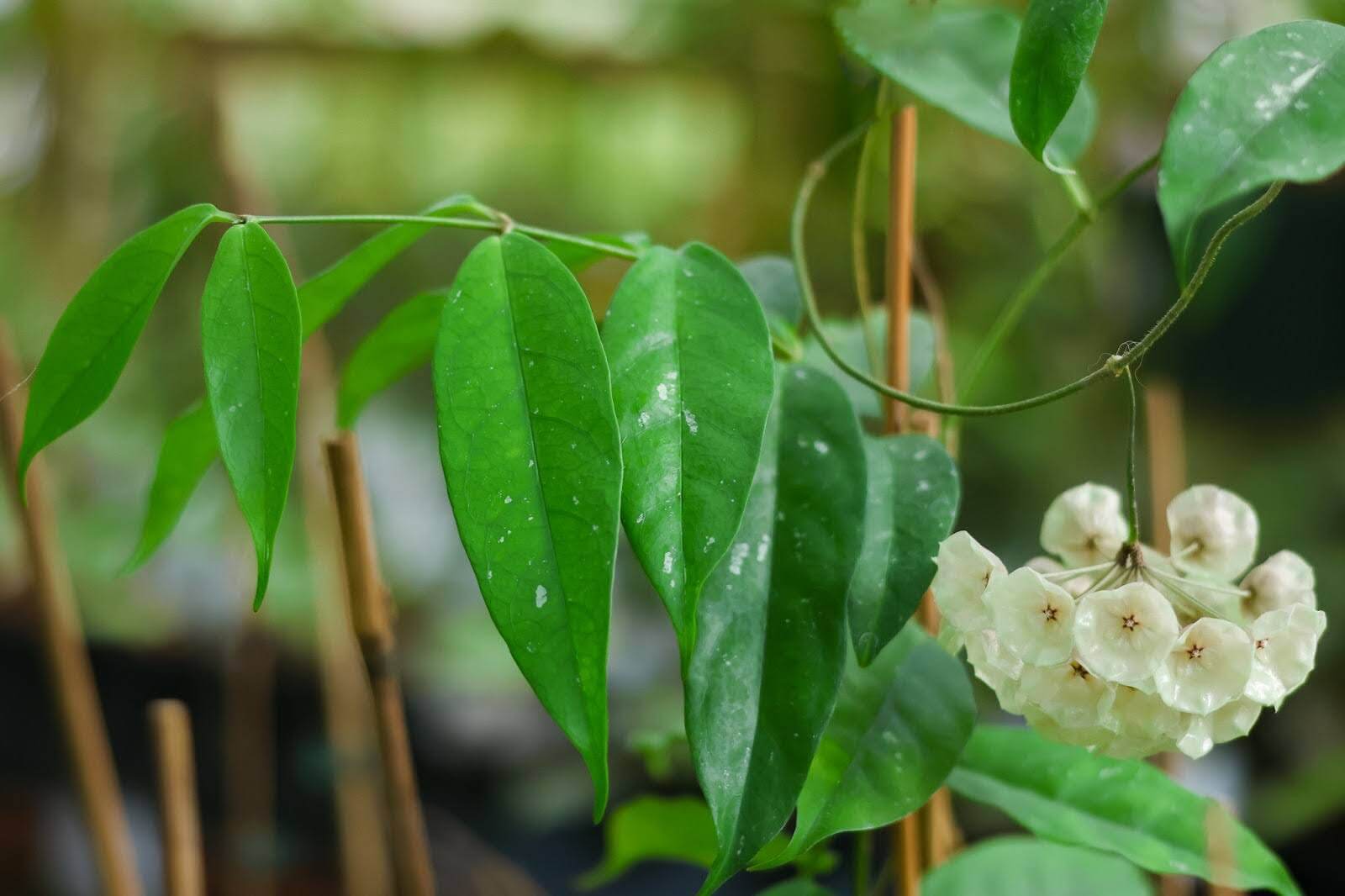 how-to-root-hoya-cuttings-unsolicited-plant-talks