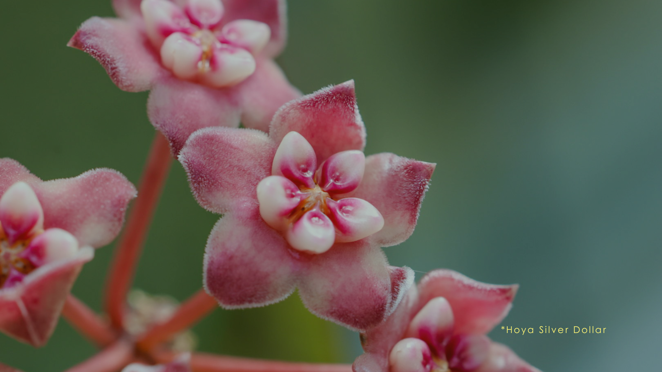 How to Get a Hoya Plant to Bloom: Expert Wax Plant Care Tips  Unsolicited  Plant Talks