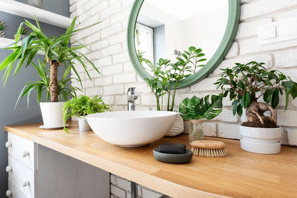 Top 10 Best Plants for Your Bathroom