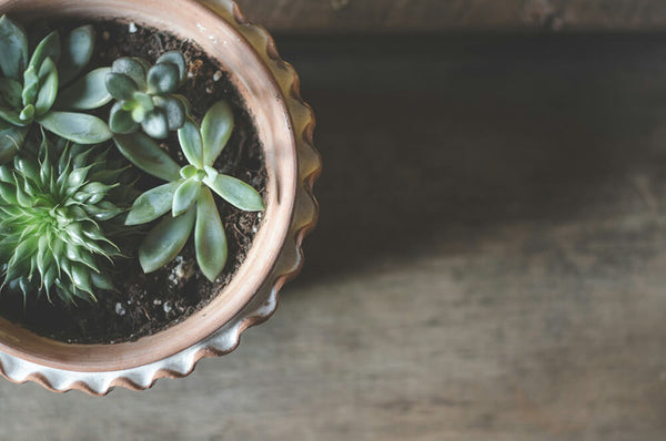 Unkillable Plants: 5 Hardiest Houseplants for Beginners