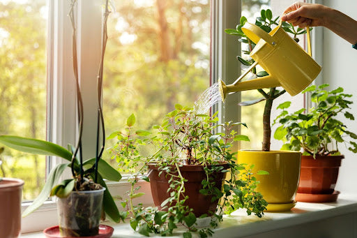 The Science of Plant Watering: How to Avoid Overwatering and Underwatering Your Plants