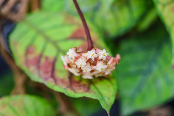 common Hoya leaf problems