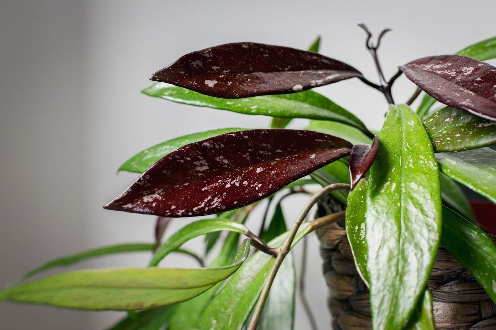 Hoya Pubicalyx - Plant Care Guide | Unsolicited Plant Talks