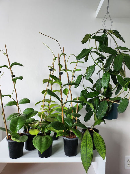 Hoya Plant Collection