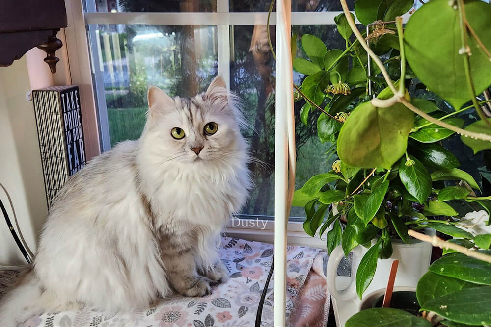 Are Hoyas Toxic to Cats: Hoya Poisoning Unveiled | Unsolicited