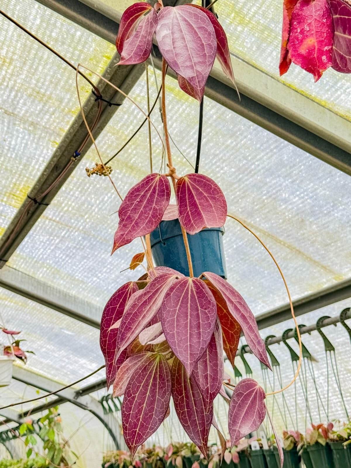10 Best Trailing Plants for Hanging Baskets - Unsolicited Plant Talks