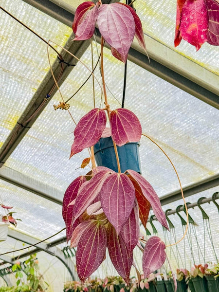 10 Best Trailing Plants for Hanging Baskets