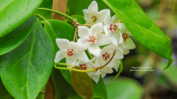 Types of Hoya Plants