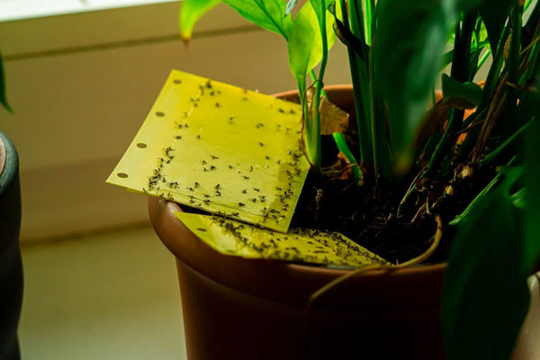 How to Get Rid of Gnats In Houseplants
