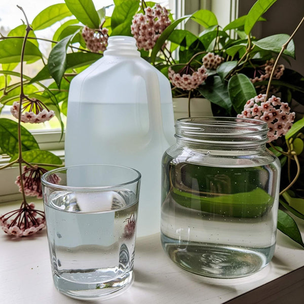 Best Water for Hoyas