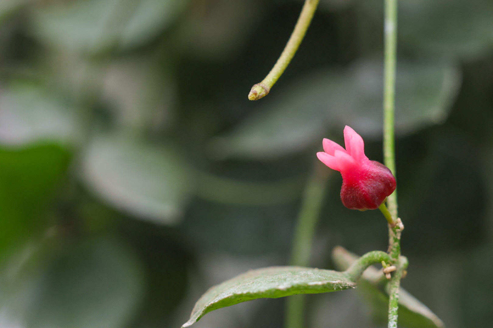 Dischidia