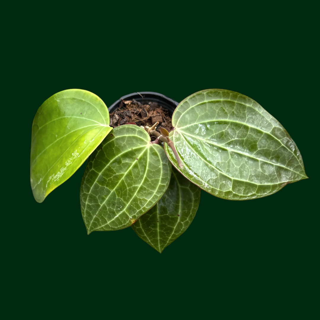 Hoya latifolia (Dinner Plate Hoya)