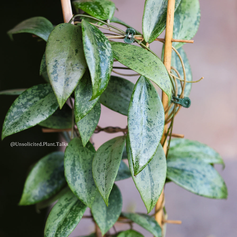 Hoya 'Strawberry Matcha' (UPT008)