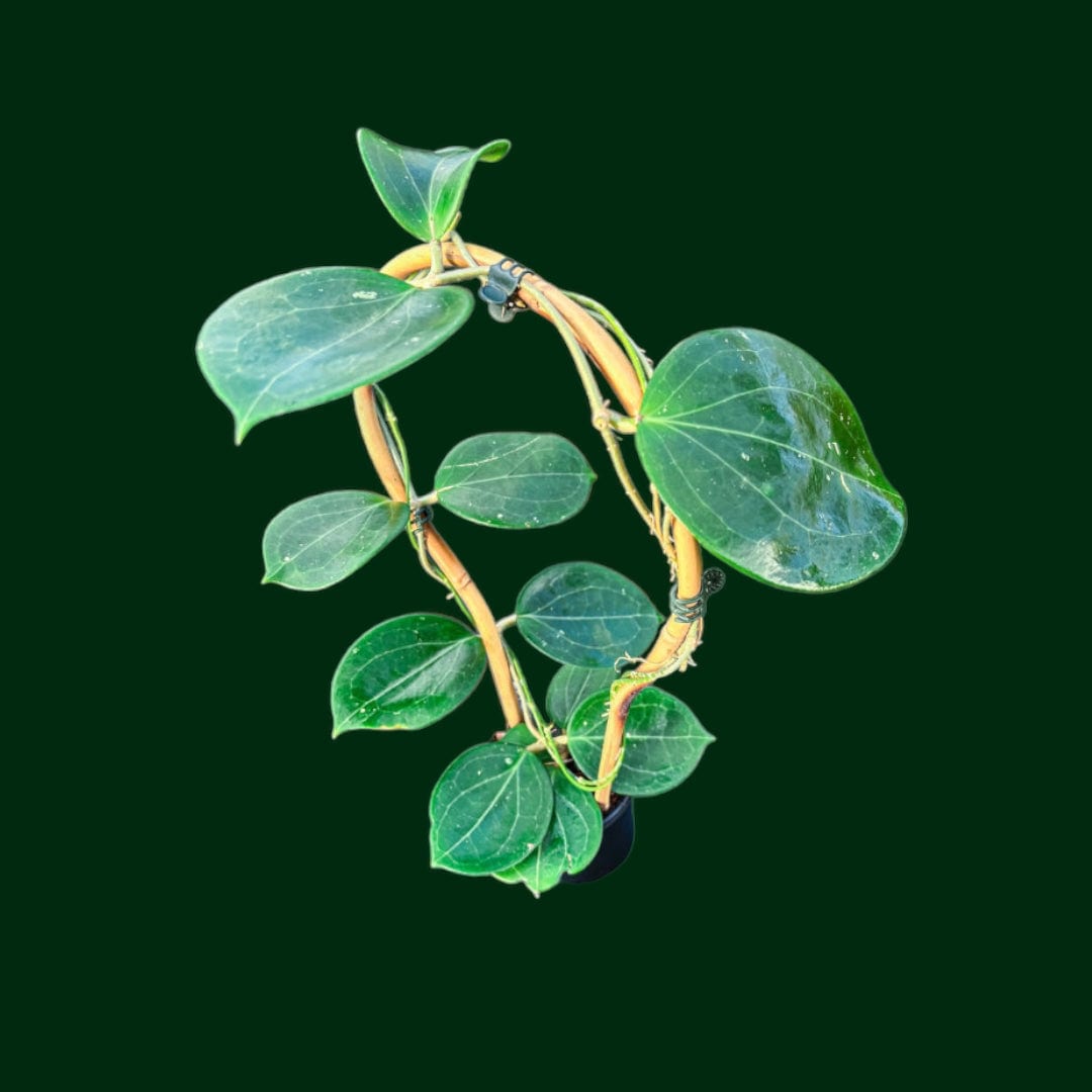Trellised Hoya sp. BP-03
