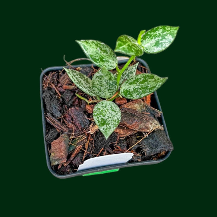 Hoya lacunosa ‘Snow Leopard’