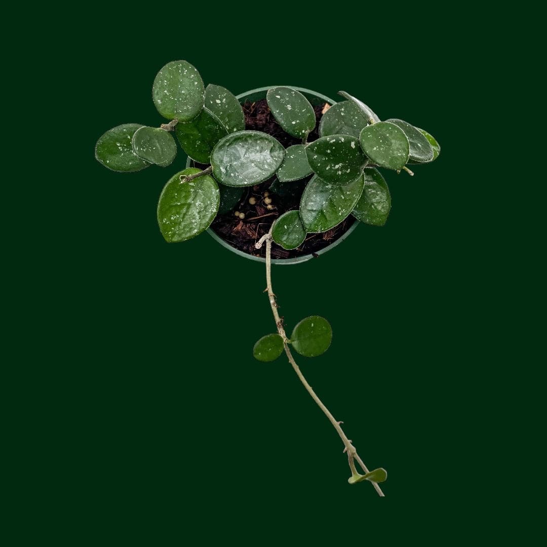 Hoya 'Mathilde' – Unsolicited Plant Talks