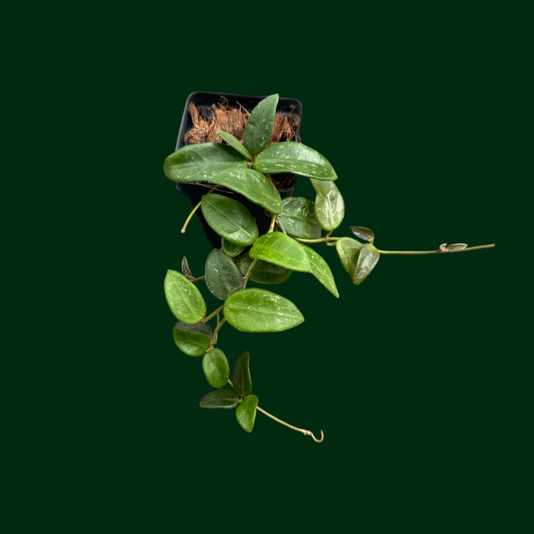 Hoya serpens (large leaves)