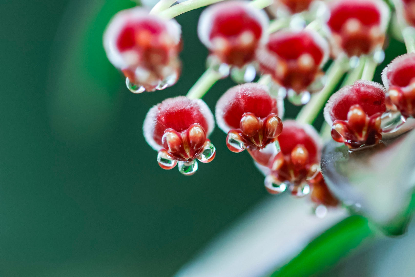 Hoya wayettii flowers
