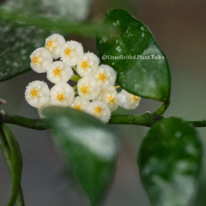 Hoya lacunosa (Durian Perangin)