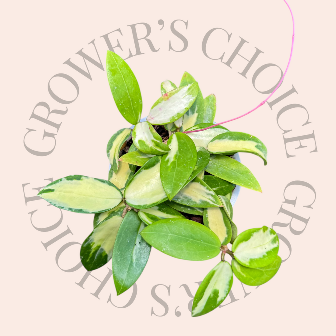 6in pot of Hoya verticillata (variegated) - Grower’s Choice