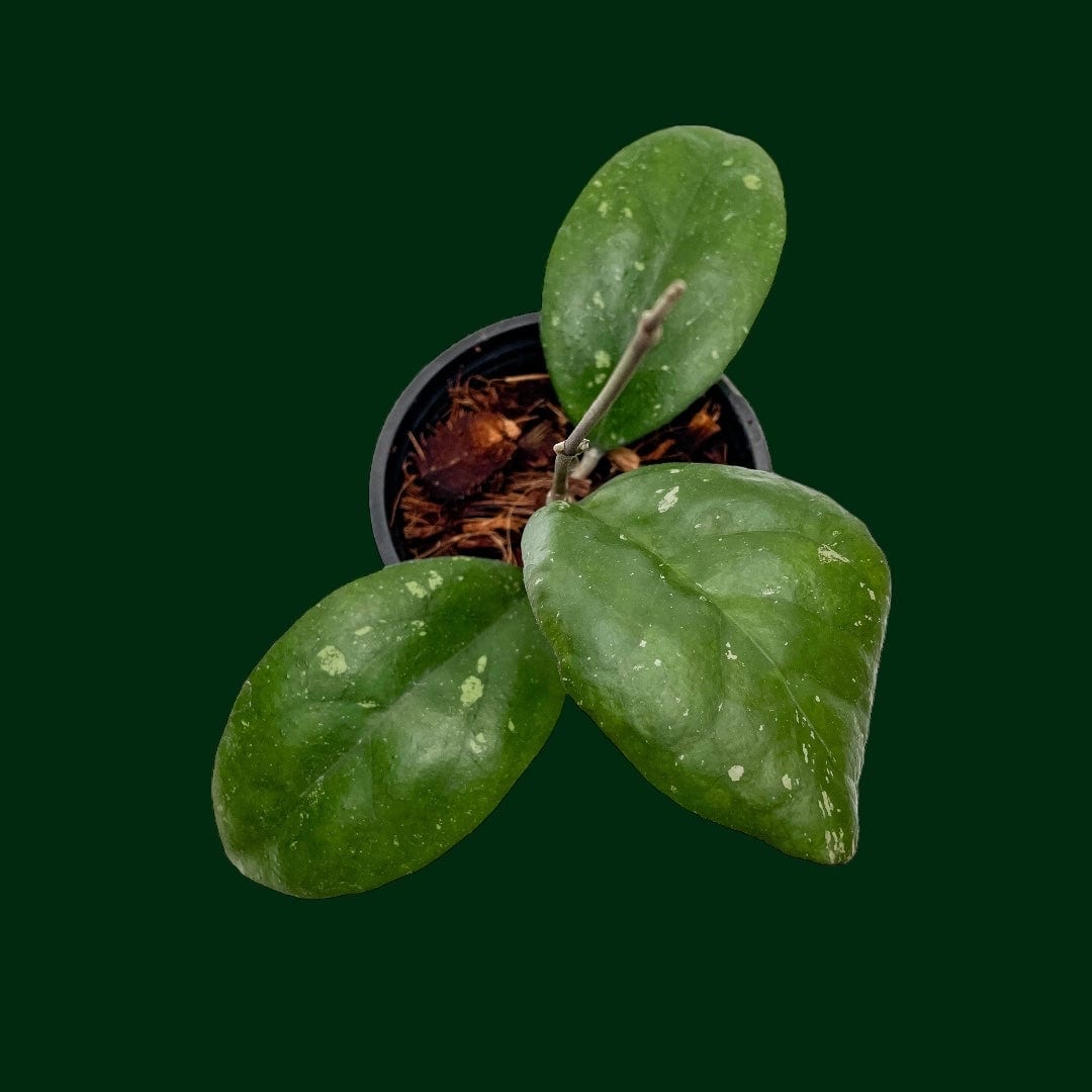 Hoya 'Joy'
