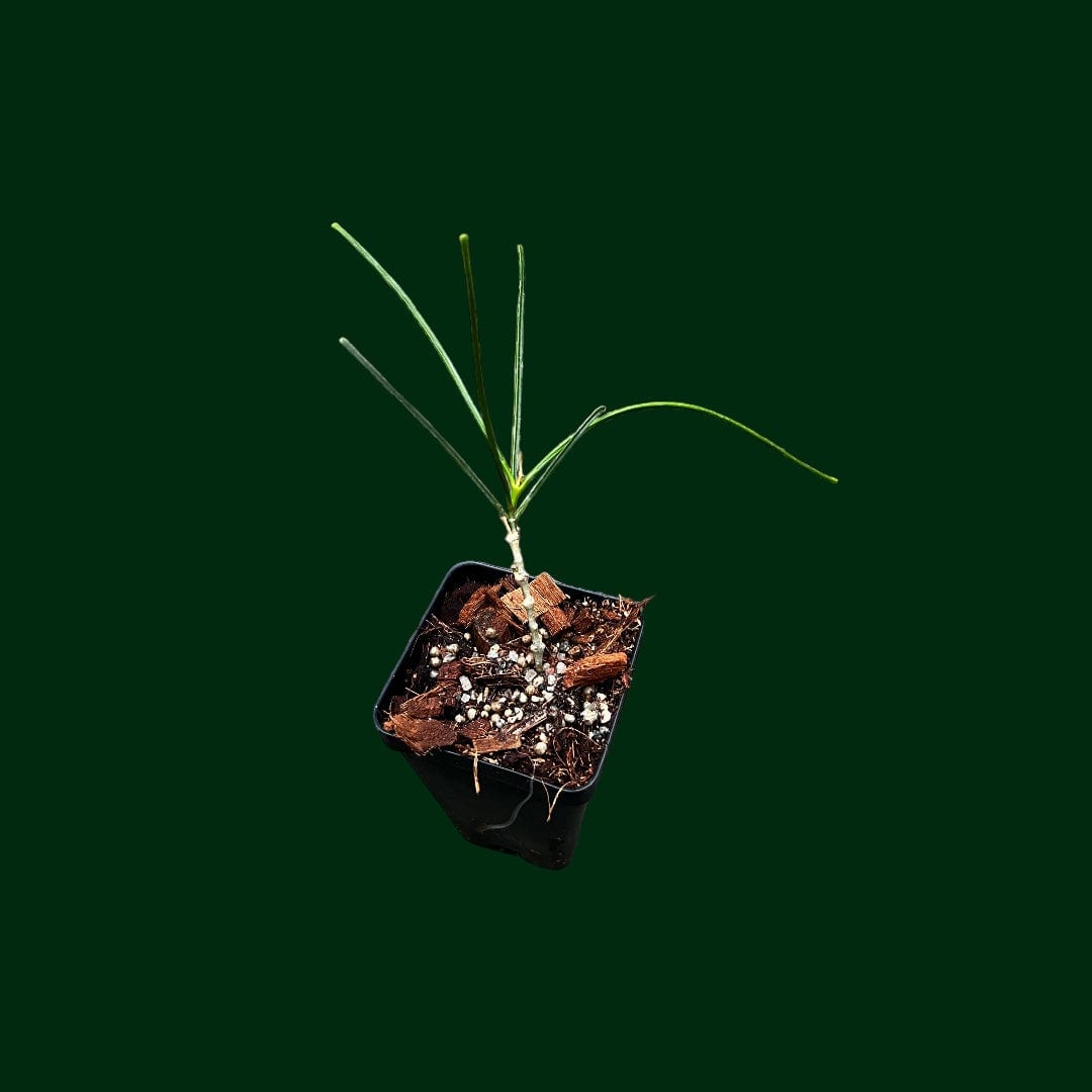 Hoya biruensis (fka aff. spartioides) – Unsolicited Plant Talks