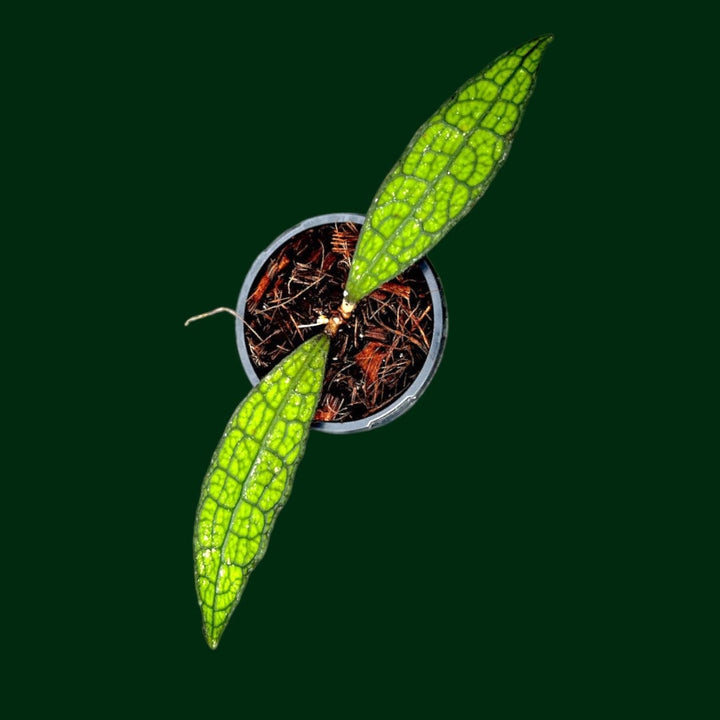 Hoya clemensiorum (fr Northern Sumatra)