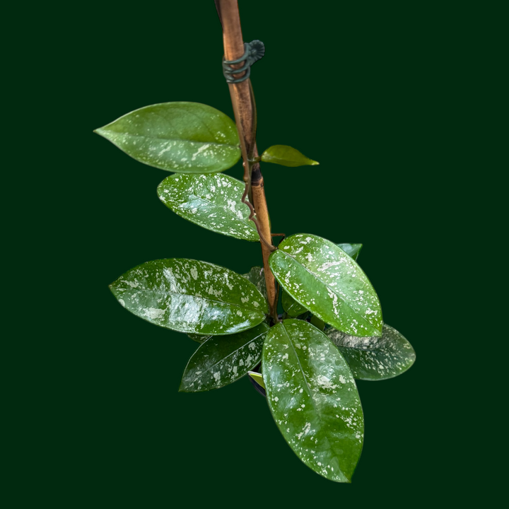 Hoya dasyantha (splash)