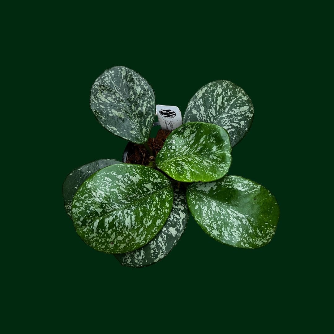 Hoya obovata (splash)