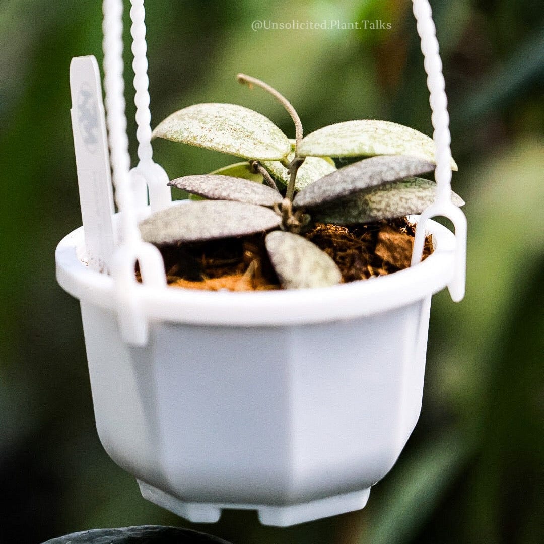 small hanging pots for plants small hanging pot (pack of 20) – Unsolicited Plant Talks