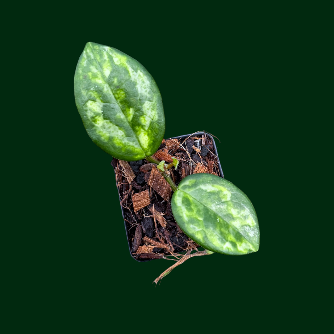 Hoya carnosa 'Madara' (green edge) – Unsolicited Plant Talks Hoya carnosa 'Madara' (green edge) – Unsolicited Plant Talks