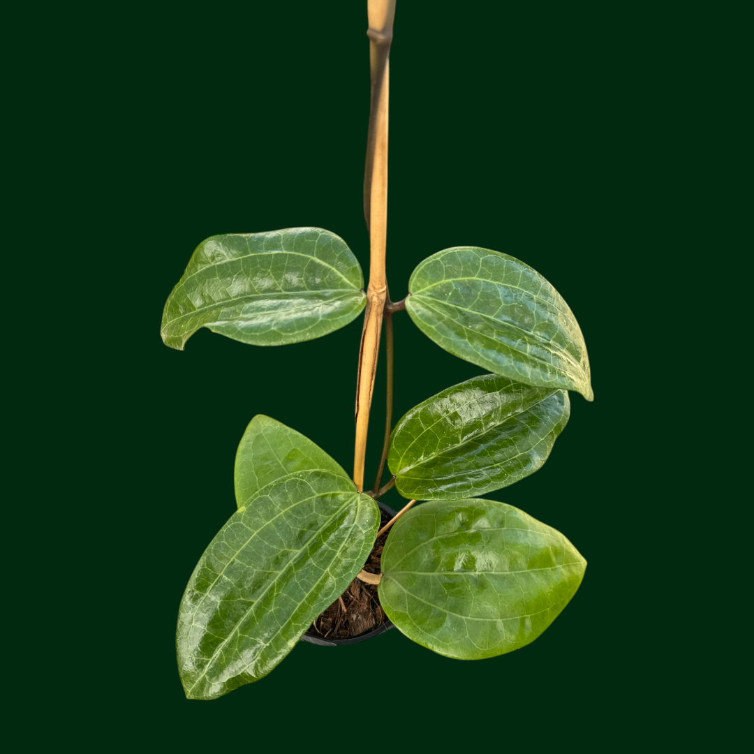 Hoya glabra (No Red Veins) – Unsolicited Plant Talks