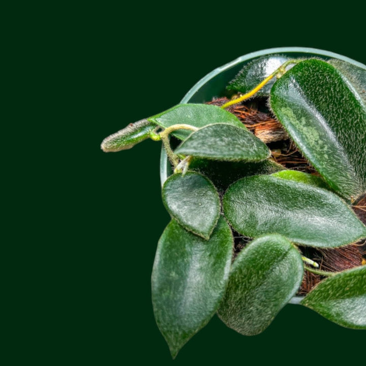 Hoya thomsonii (pink)