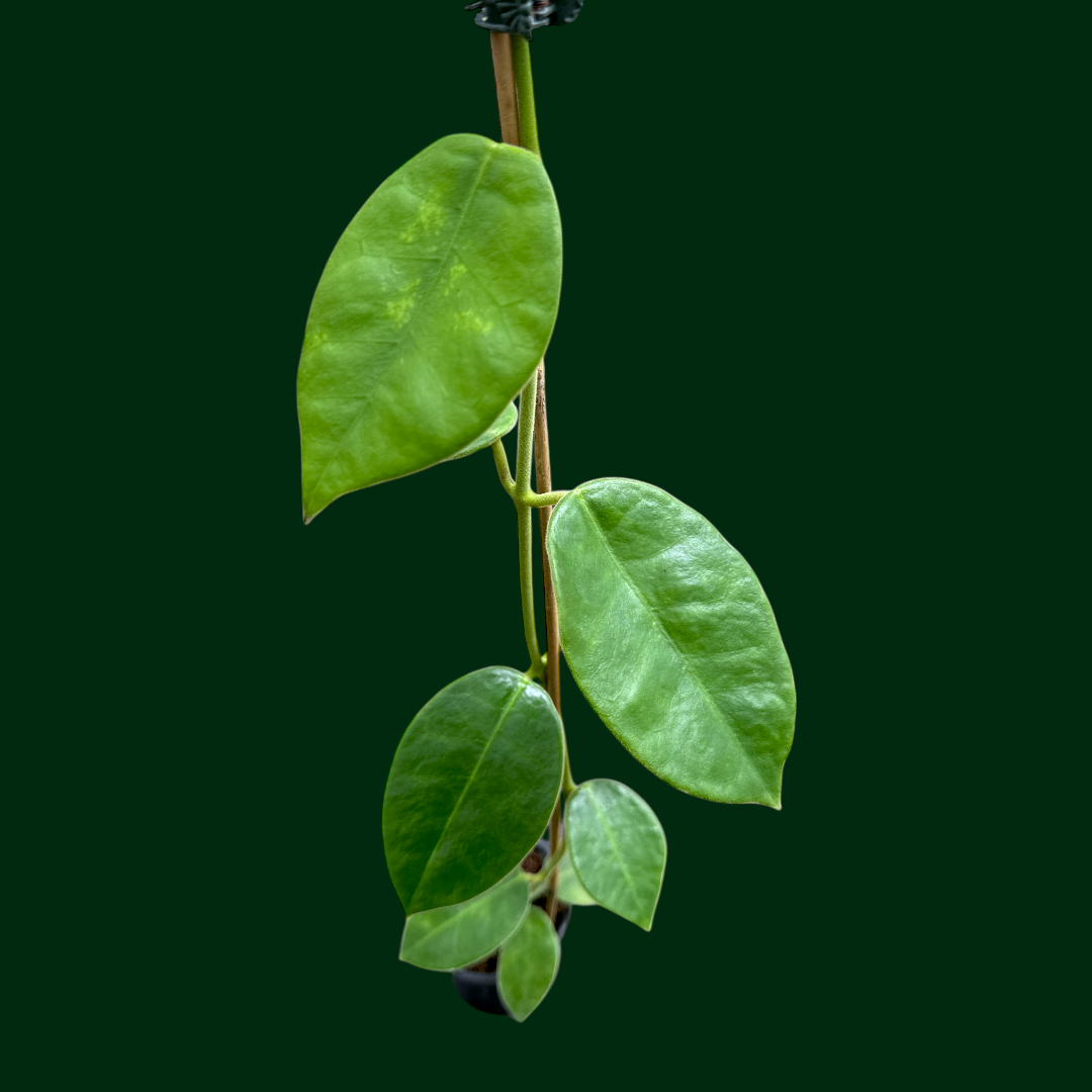 Hoya gigas – Unsolicited Plant Talks