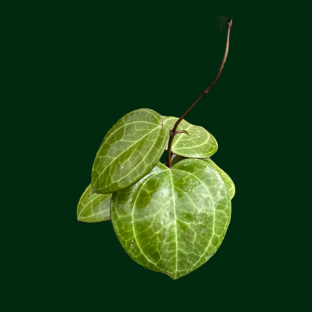Hoya latifolia (Sarawak)