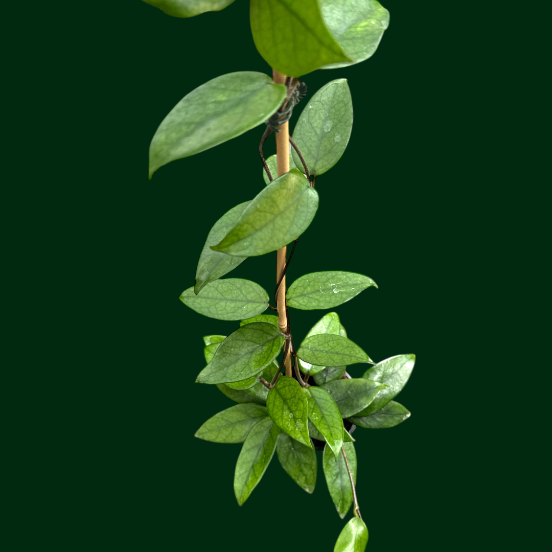 Hoya dasyantha