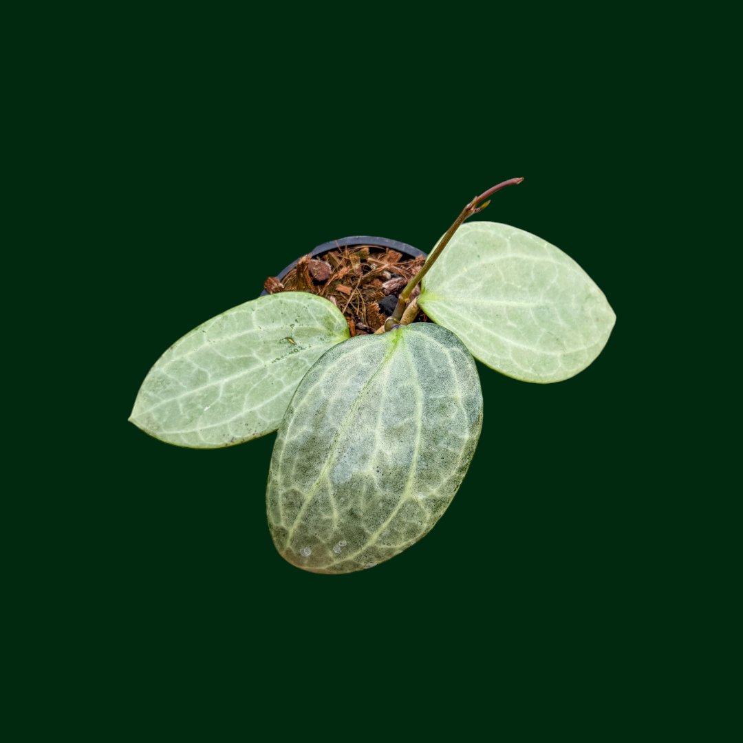 Hoya latifolia (silver) – Unsolicited Plant Talks