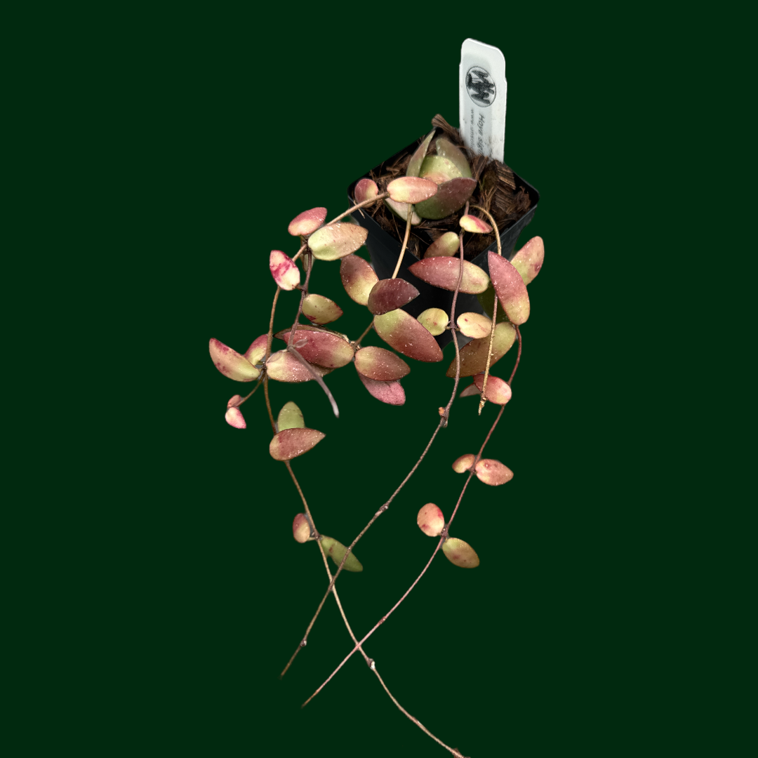 Hoya sigillatis (Alas River)