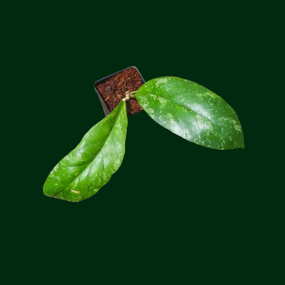 Hoya sp. Sabah (AG08-25)