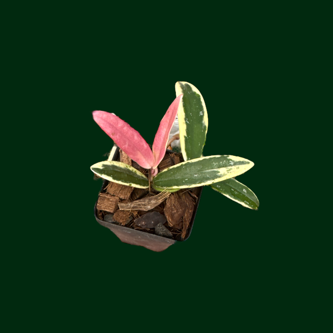 レア ホヤ Hoya Lyi Prism ライプリズム サクララン 中苗 レア ホヤ