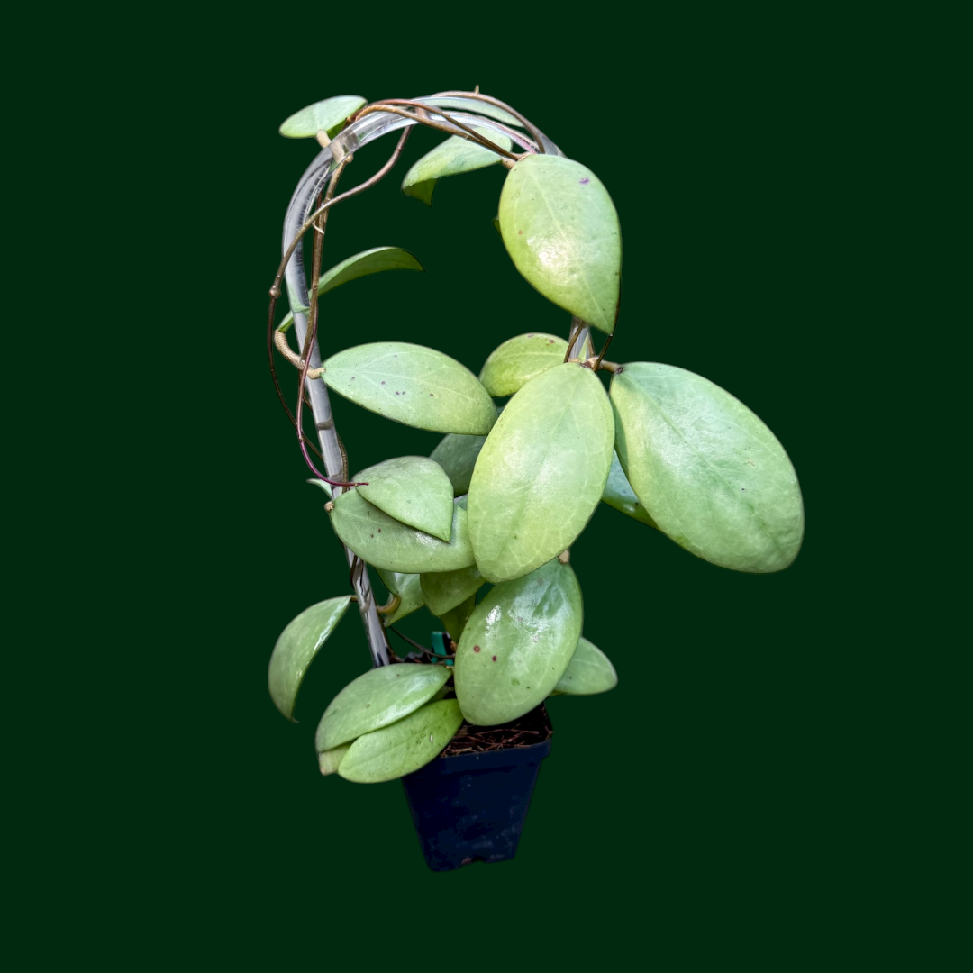 Trellised Hoya erythrostemma (silver)
