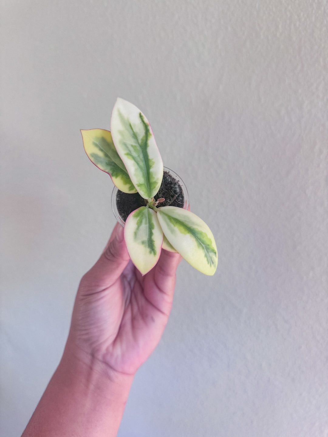 Hoya para ‘Emerald Frost’