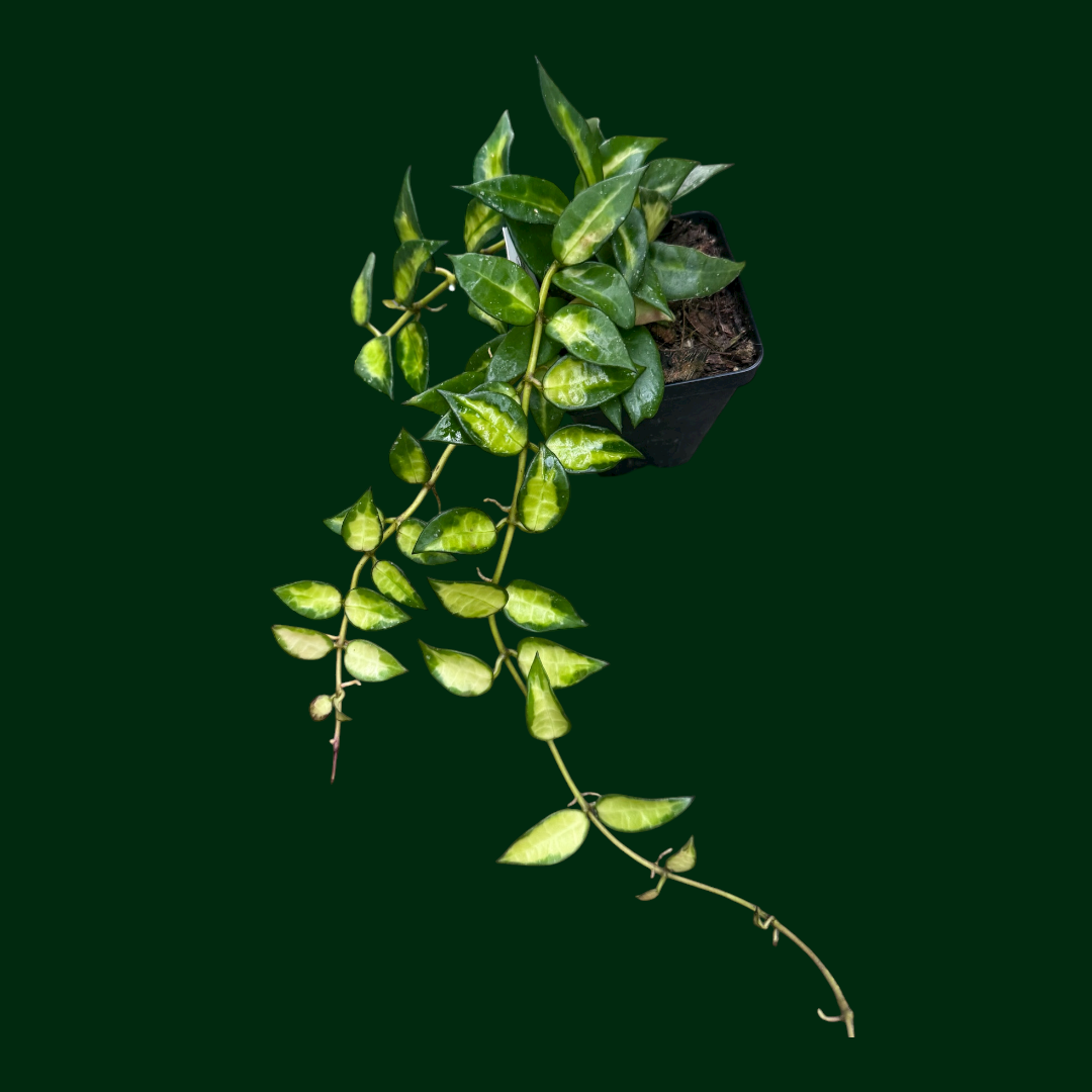 ホヤ　ラクノーサ クイーンミドリ Hoya lacunosa 'Queen Midori' – Unsolicited Plant Talks