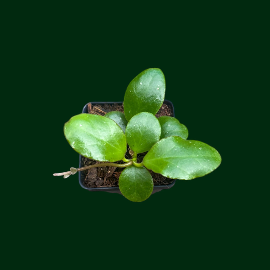 Hoya sp. Borneo