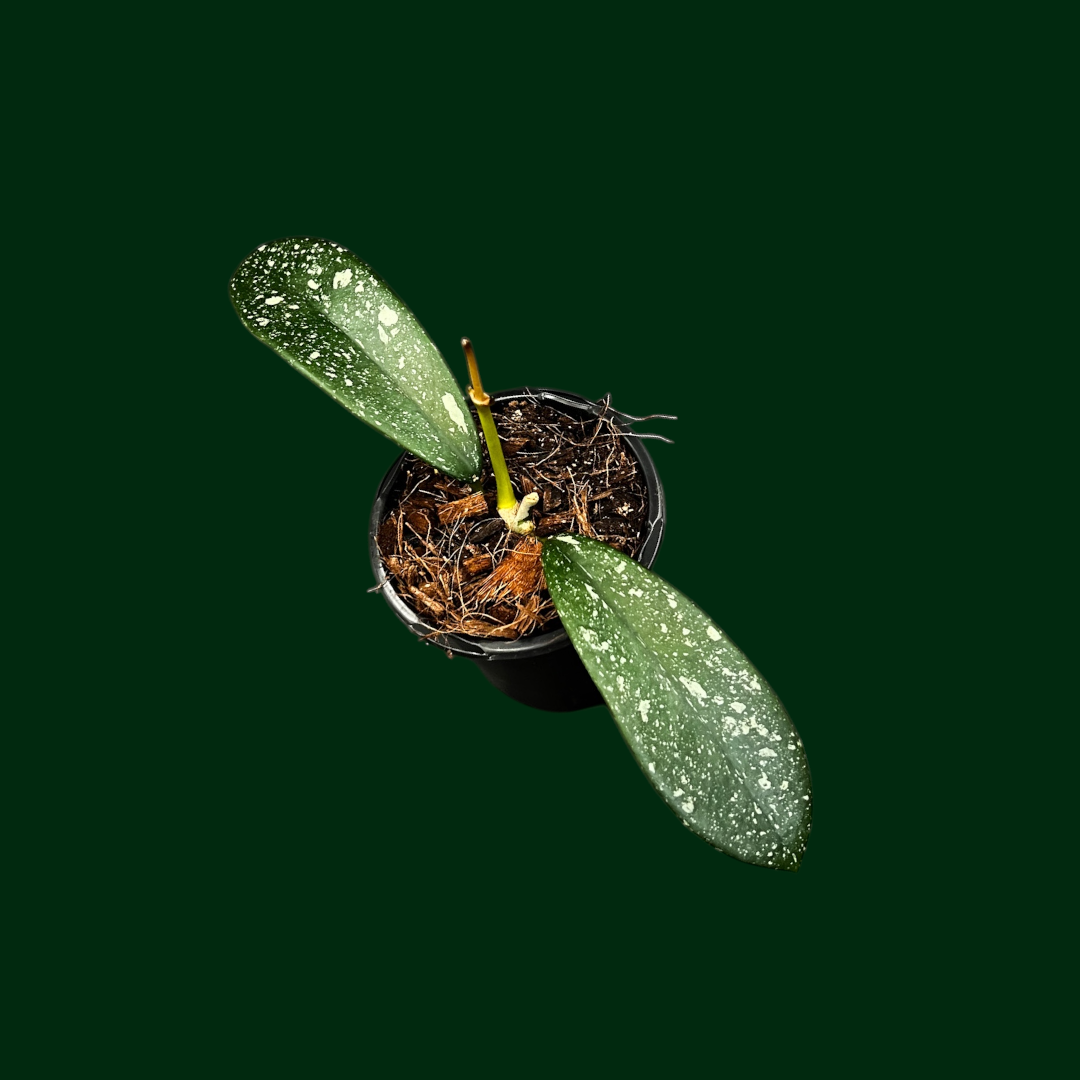 Hoya (MA19, splash) – Unsolicited Plant Talks