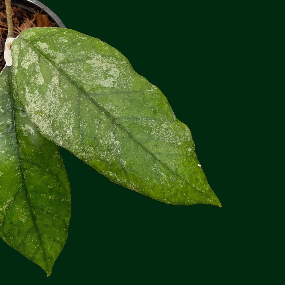 Hoya bahoi