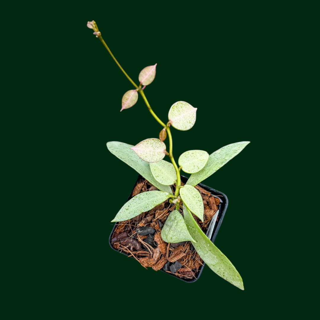 Hoya lacunosa 'Winter Pandora' – Unsolicited Plant Talks