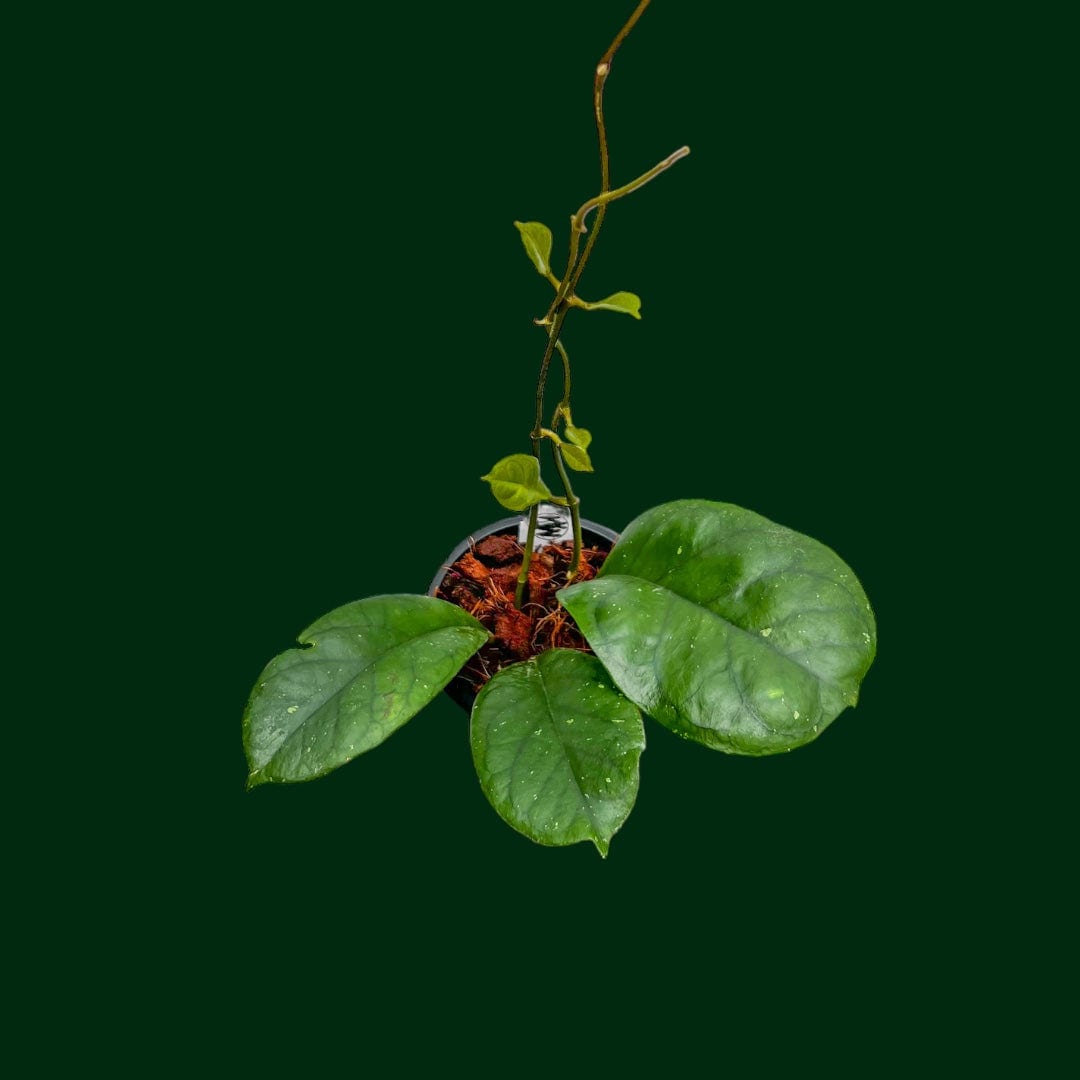 Hoya 'Viola'